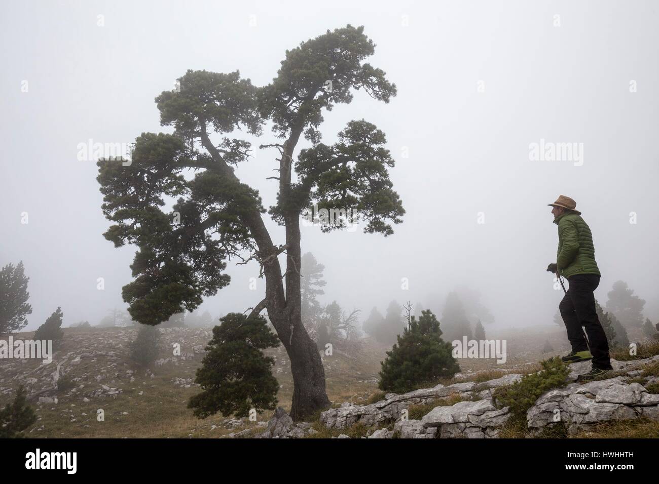 France, Isere, regional park of Vercors, Trieves, Nature reserve of the high plateaus of Vercors, walker near Mountain Pine (Pinus uncinata) in the fog on the slopes of Rochers du Parquets Stock Photo