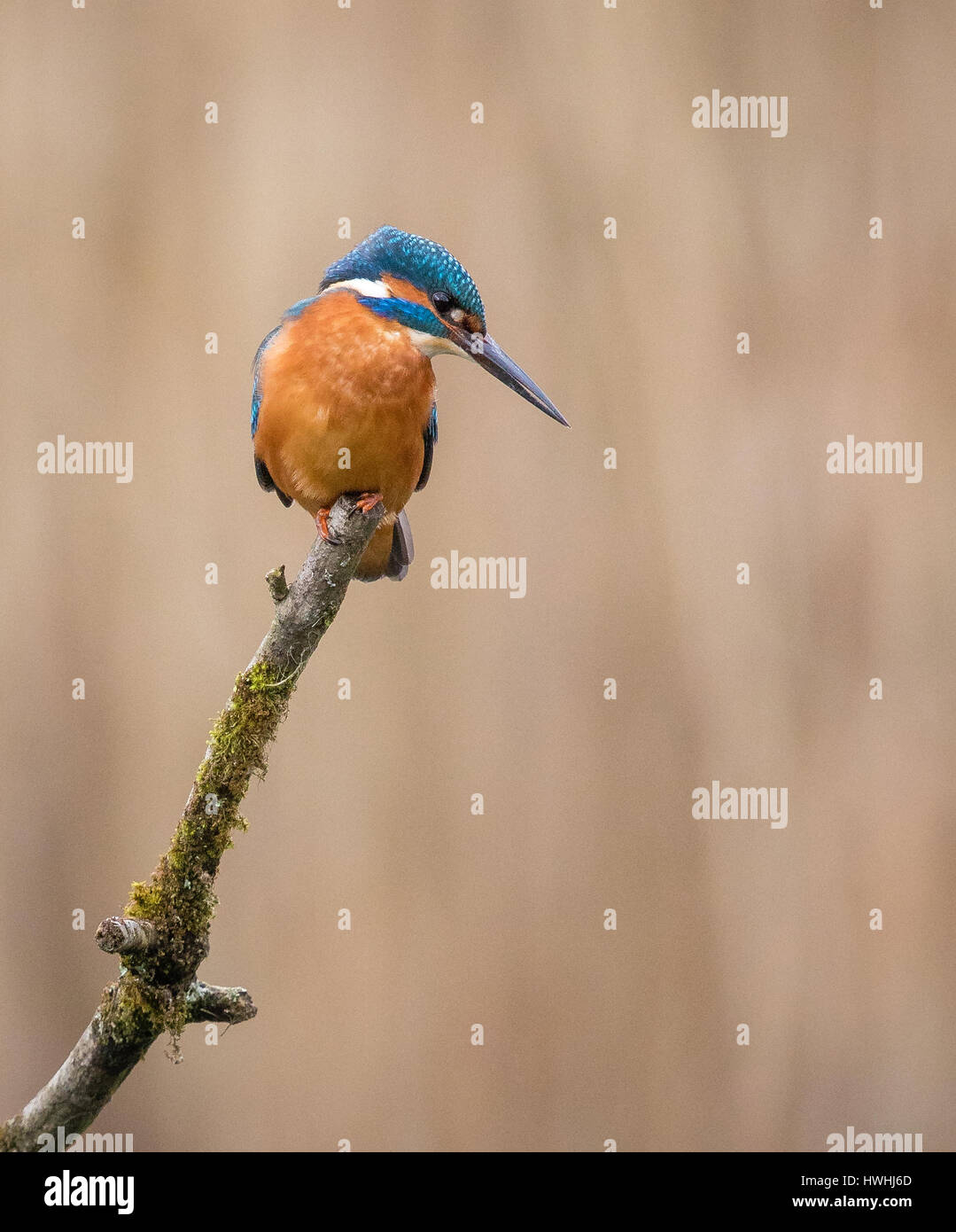 Male Kingfisher (Alcedo atthis) at Forest Farm nature reserve near Cardiff in wales UK Stock Photo