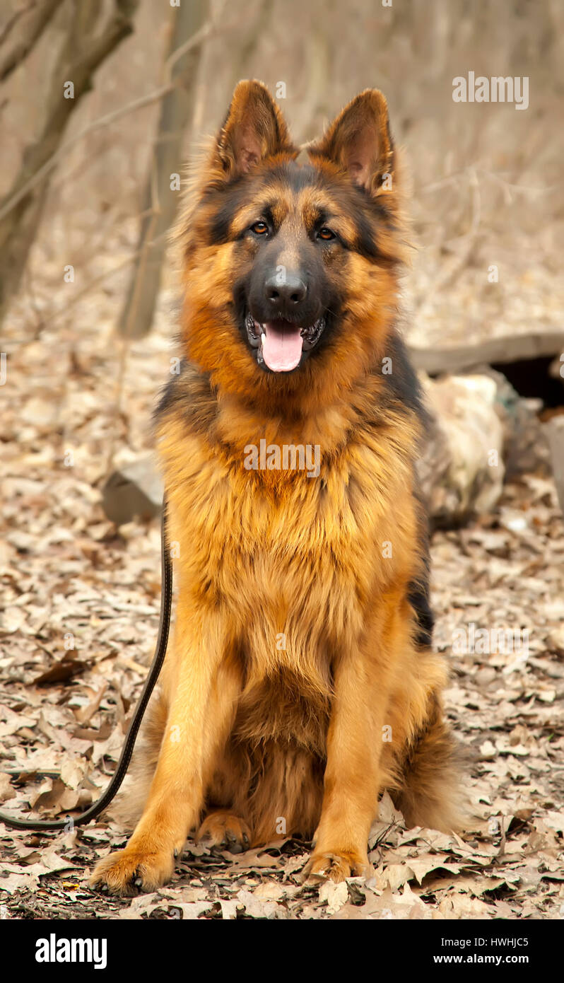 Long haired german shepherd hi-res stock photography and images - Alamy