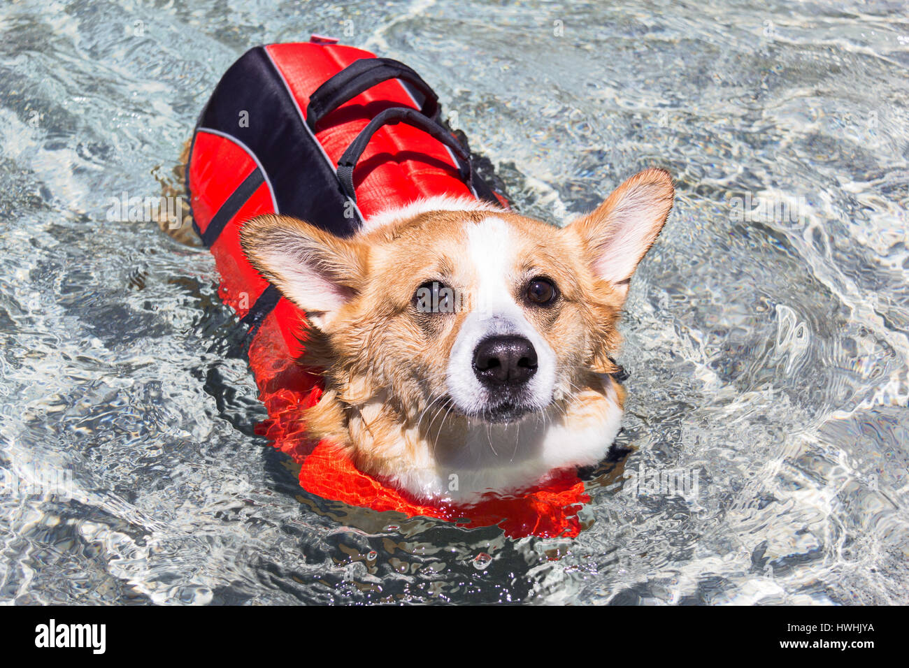Pembroke Welsh Corgi dog swimming in a pool with a life jacket Stock Photo