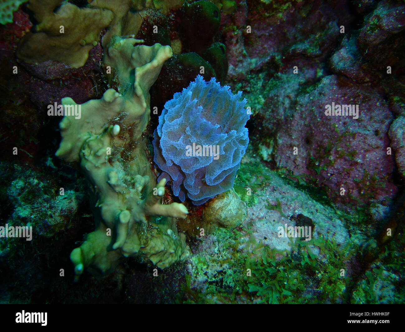 Bonaire underwater hires stock photography and images Alamy