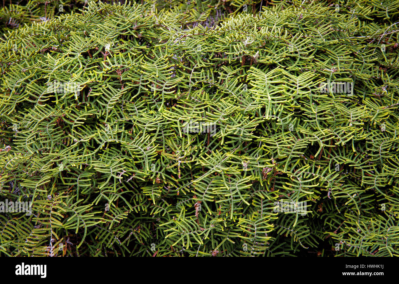 Tangle fern Gleichenia dicarpa on Mount Tongariro in North Island New Zealand Stock Photo