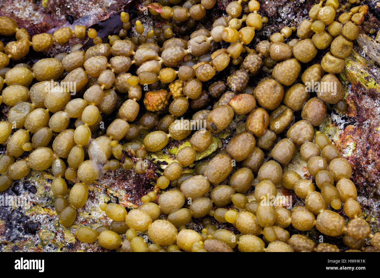 Hormosira banksii, also known as Neptune's necklace, Neptune's pearls, sea  grapes, or bubbleweed. The shot is taken from Booderee National Park in Jer  Stock Photo - Alamy