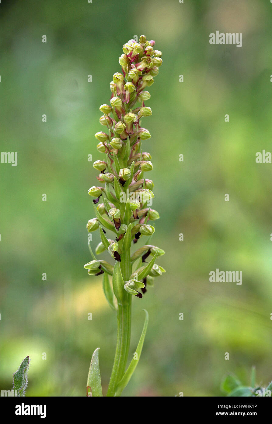 Frog orchid Dactylorhiza viridis at Noar Hill near Selborne Dorset UK Stock Photo