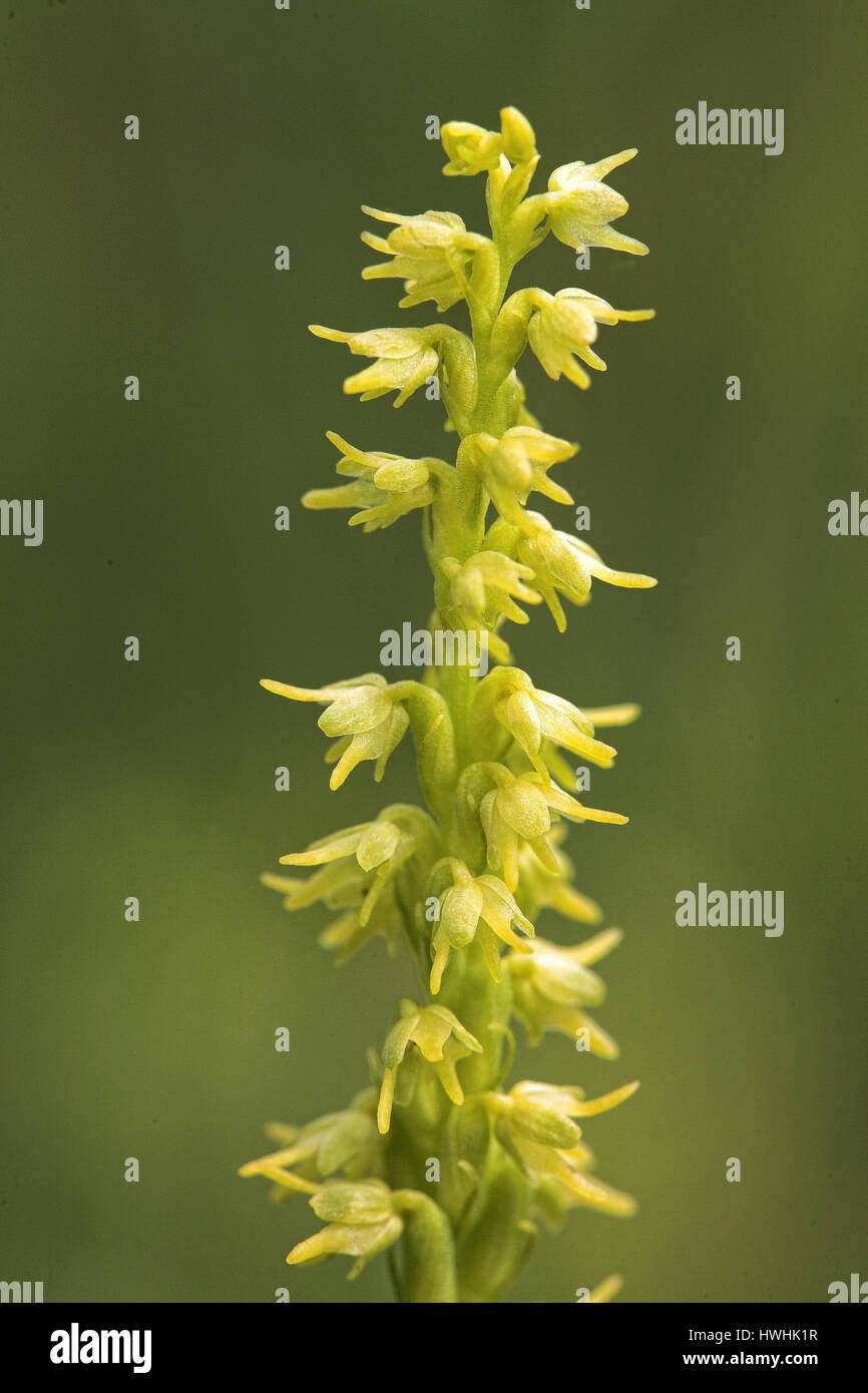 Musk orchid Herminium monorchis at Near Hill near Selborne in Hampshire UK Stock Photo