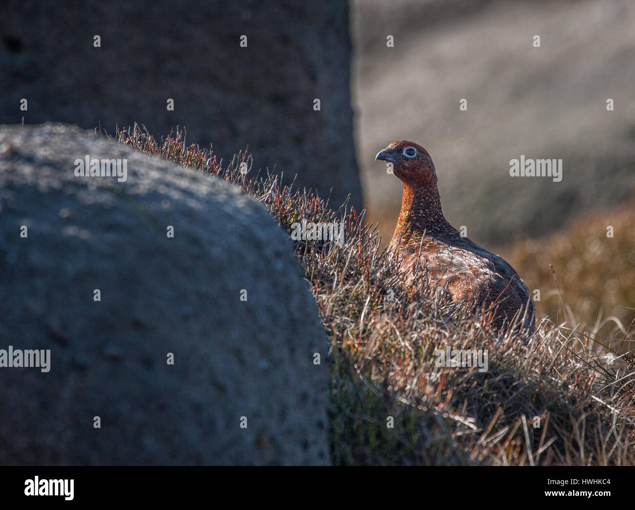 Female red grouse (Lagopus scoticus) amongst millstone grit rocks on the heather moorlands of Kinder Scout in the Derbyshire Peak District Stock Photo