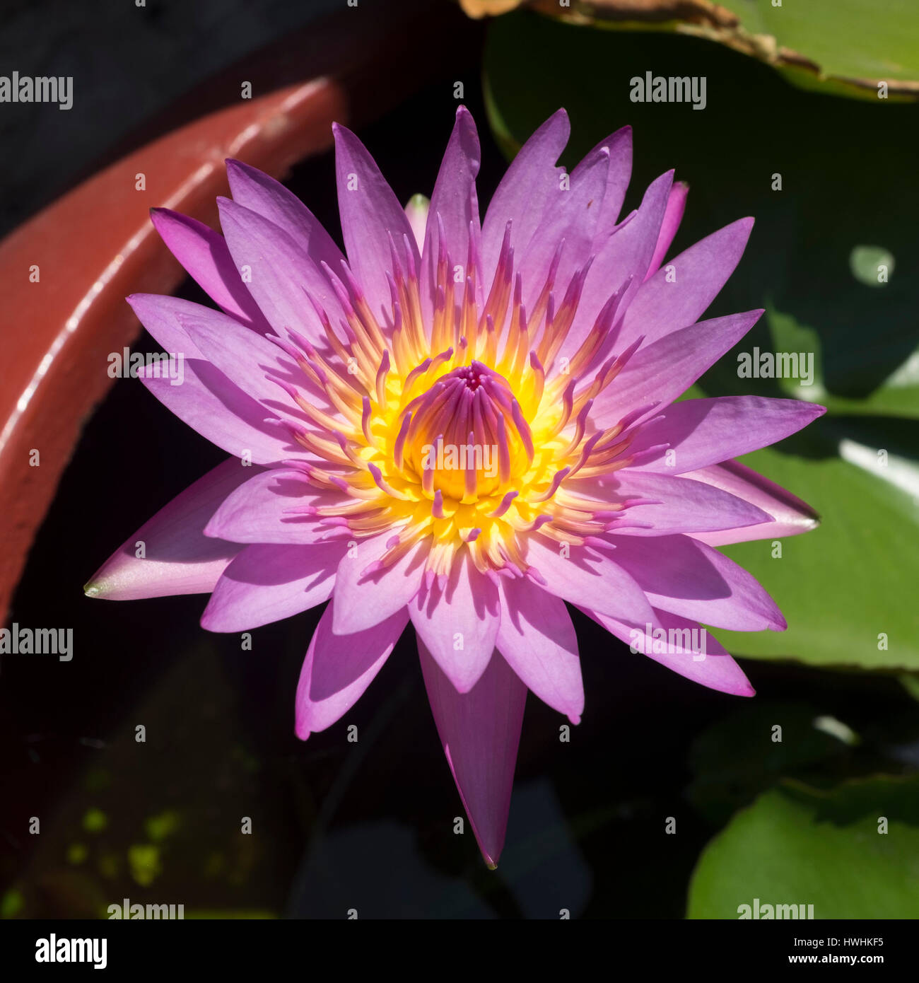 Lotus. Phuket, Thailand. Stock Photo