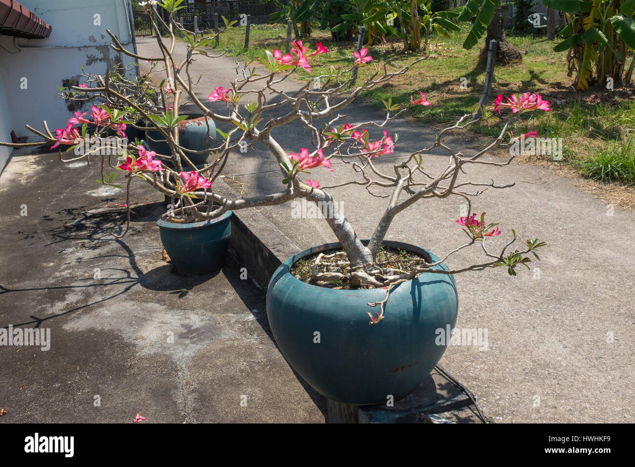 A bonsai in Phuket, Thailand. 06Mar2017 Stock Photo Alamy