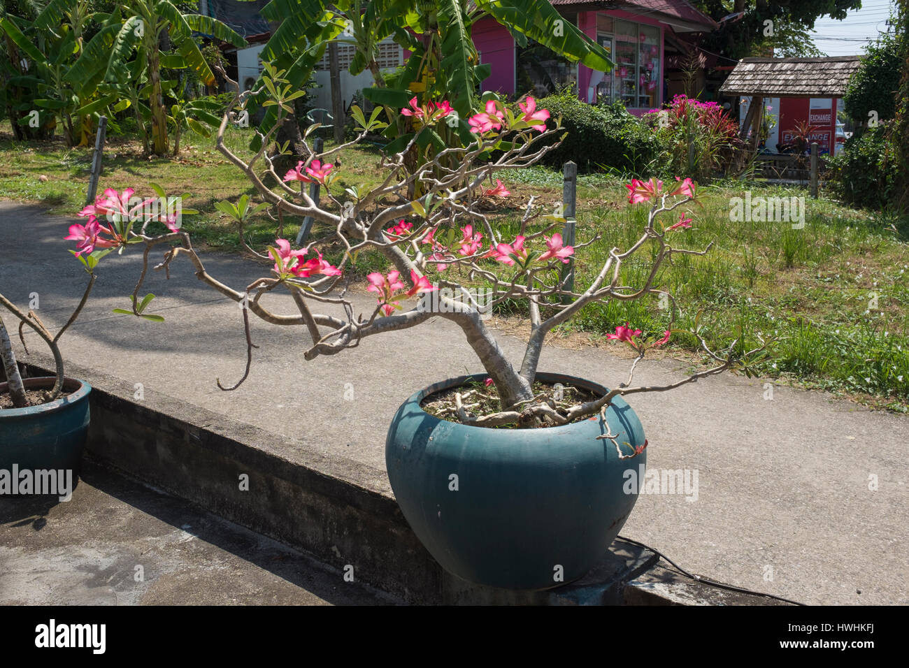 A bonsai in Phuket, Thailand. 06Mar2017 Stock Photo Alamy