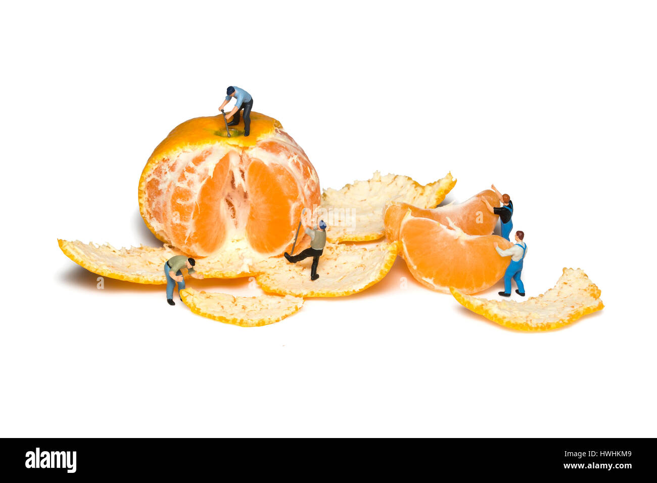 Miniature workers remove the peel mandarins. Teamwork. Tangerines isolated. Little peoples pare fruit. Stock Photo