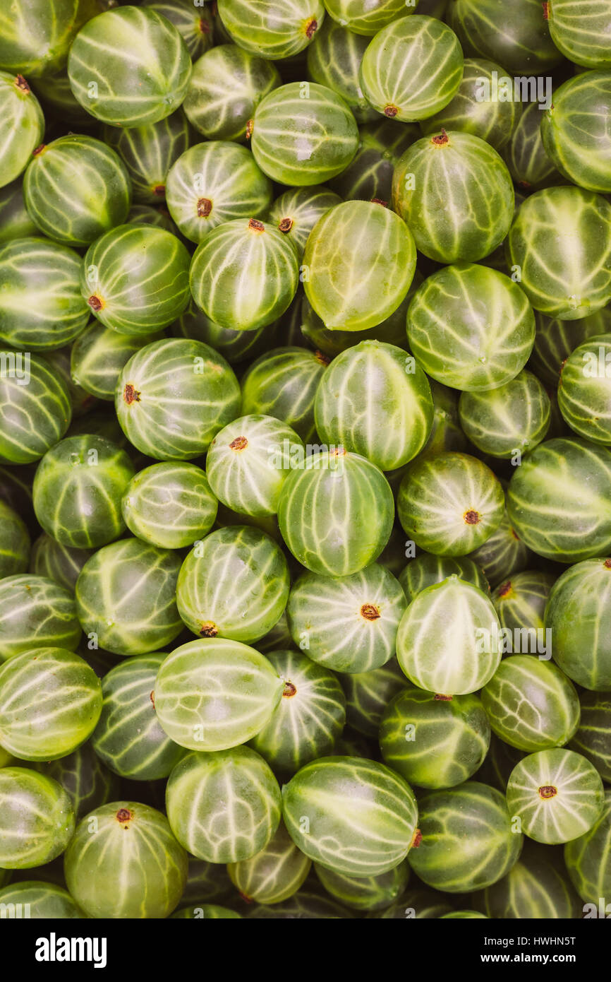 Green Organic Berries Gooseberries. Ripe Gooseberry Background. Greenery, Green: Pantone Color - Trend 2017 Stock Photo