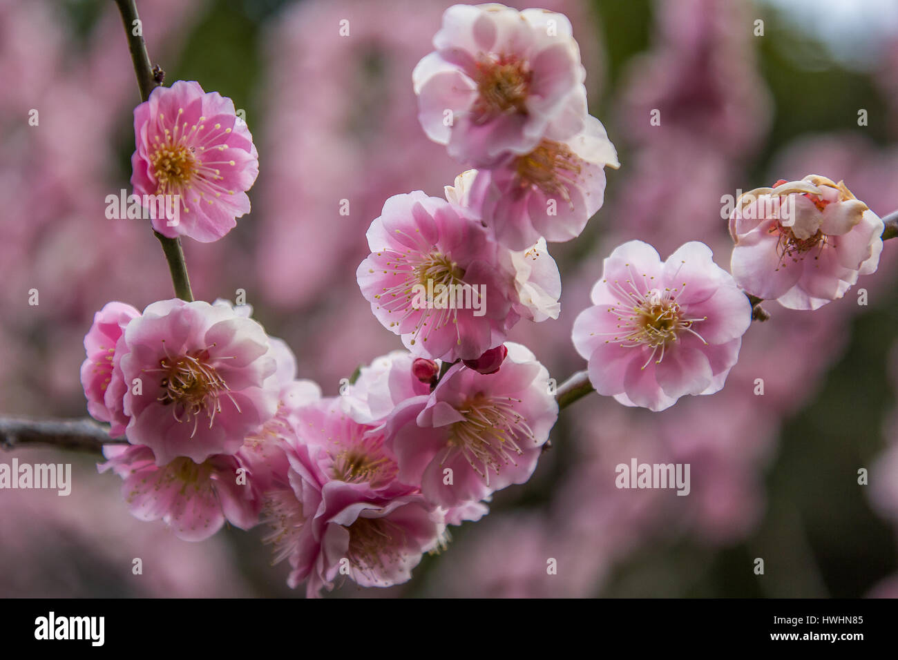 Japanese plum trees or ume are sometimes referred to as Japanese apricot has played an important role in the context of Japanese culture for many cent Stock Photo