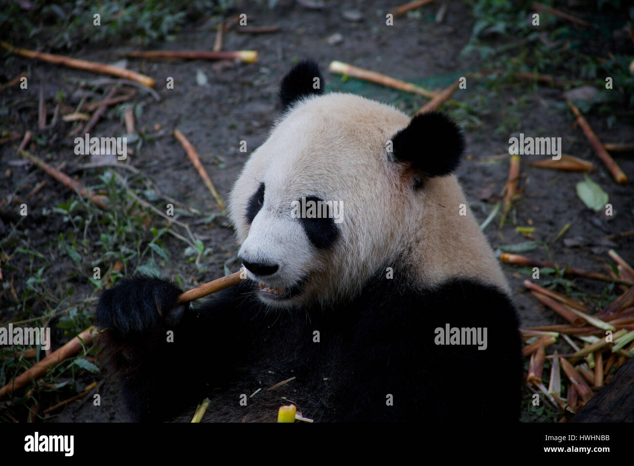 A Giant panda (Ailuropoda melanoleuca) chews on some bamboo at Chengdu Panda Sanctuary in China Stock Photo