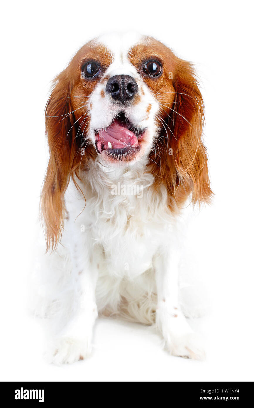 are cavalier king charles spaniel noisy