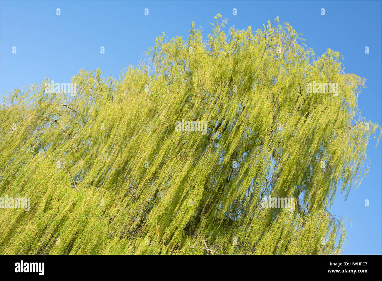 Branches willow tree yellow leaves hi-res stock photography and images ...
