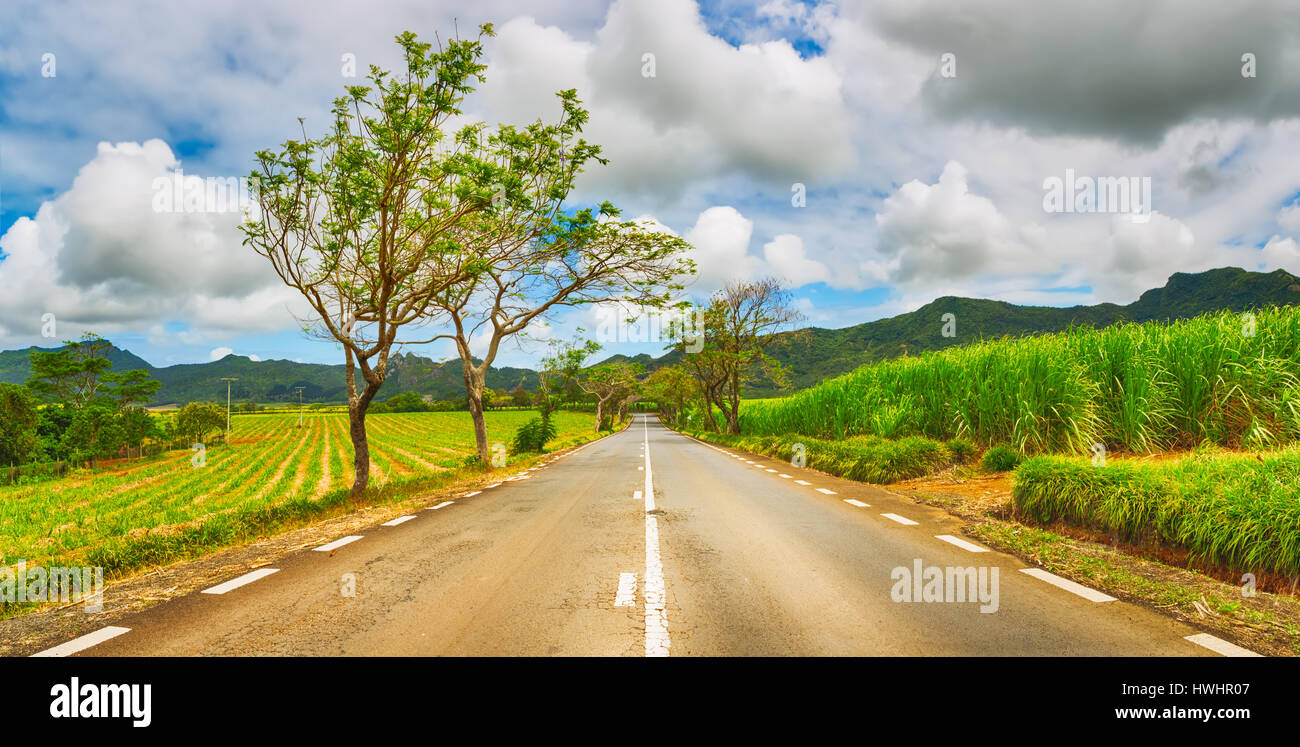 Trees in bloom and sugar cane plantations on a quite road among green hills landscape, Mauritius. Panorama Stock Photo
