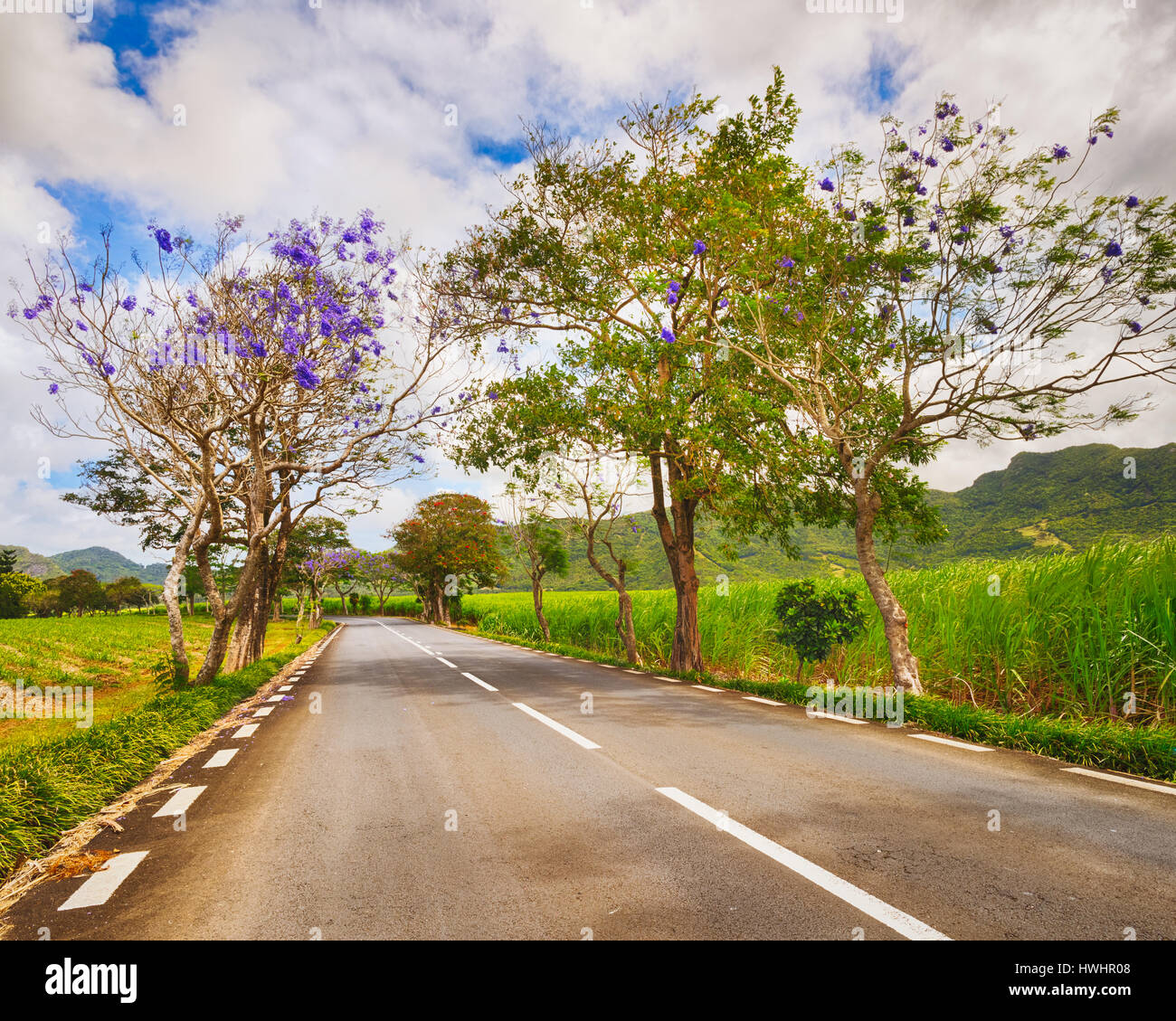 Trees in bloom and sugar cane plantations on a quite road among green hills landscape, Mauritius Stock Photo