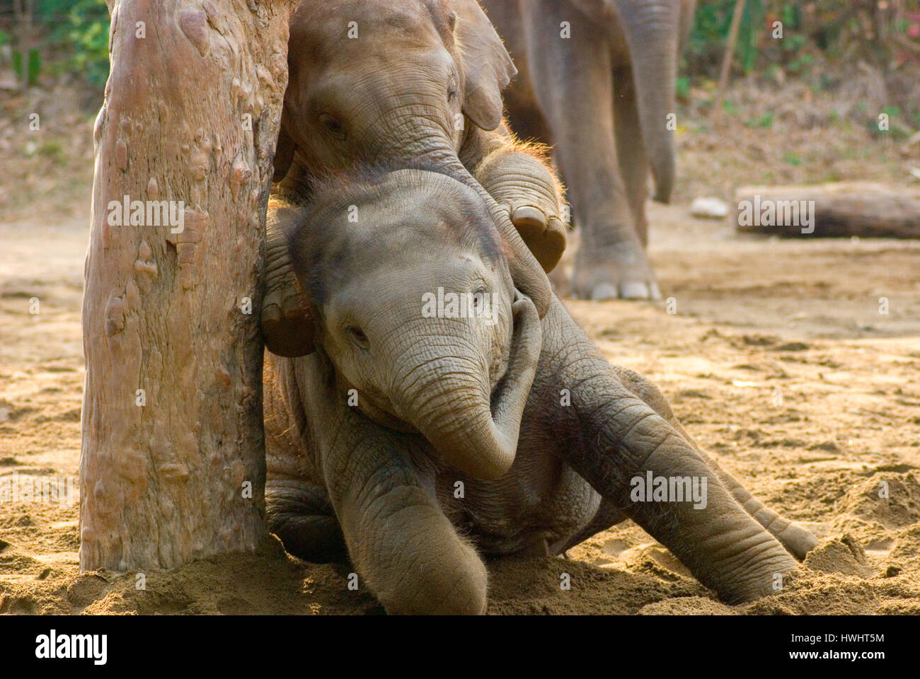 Baby elephants playing Stock Photo Alamy