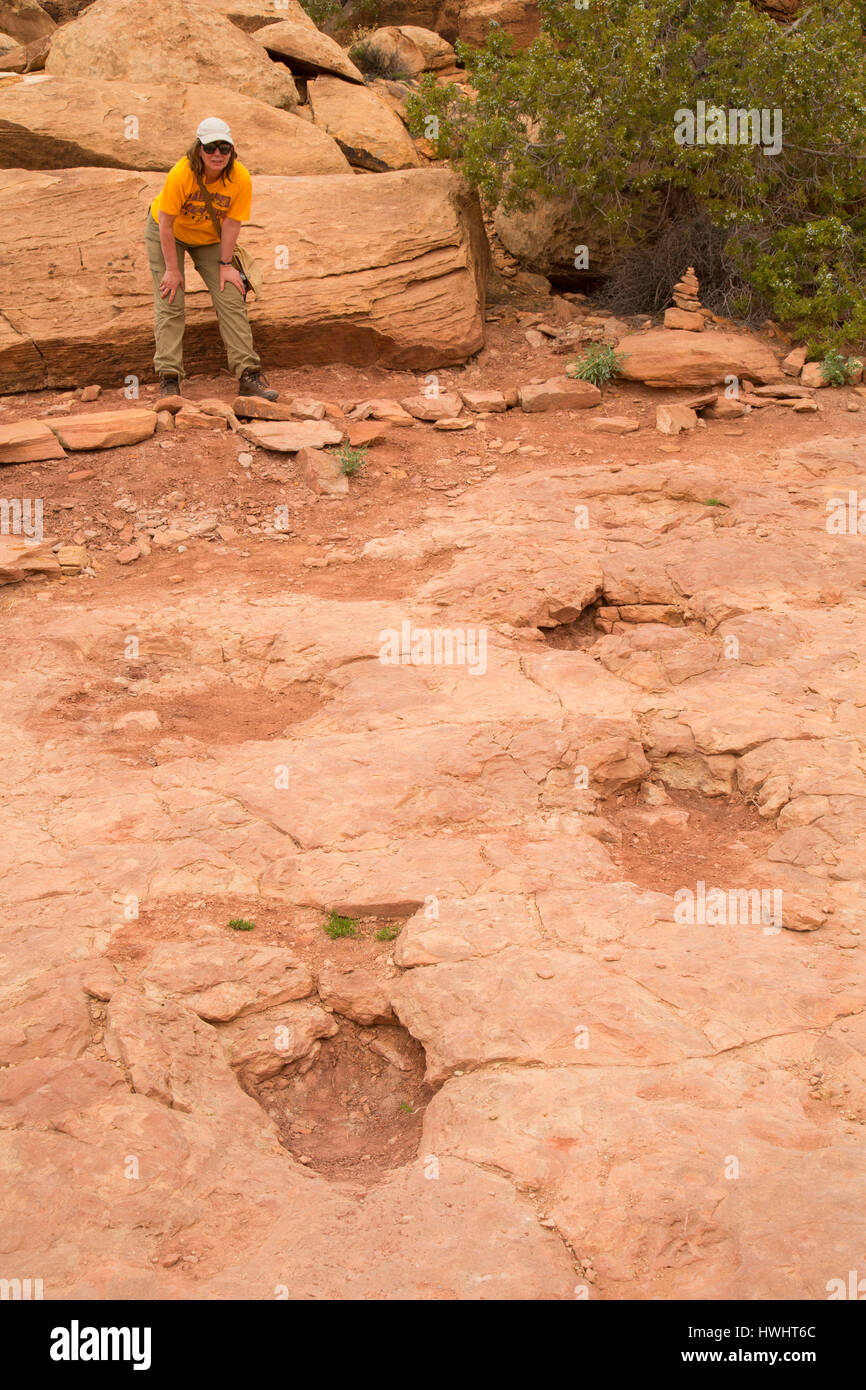 Camarasaurus tracks, Copper Ridge Sauropod Dinosaur Tracks, Grand County, Utah Stock Photo
