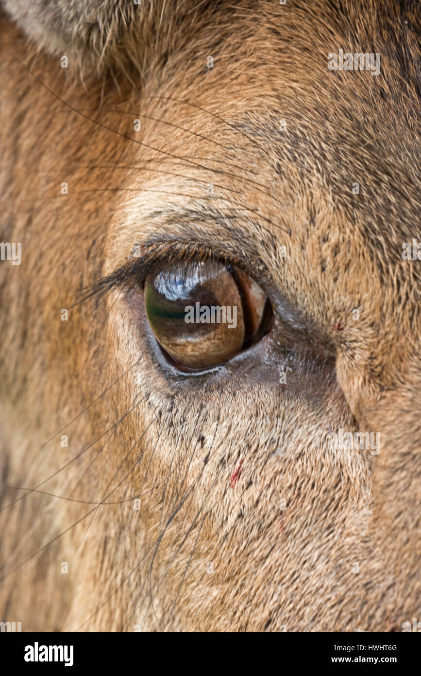 Close up head shot showing the eye of a red deer stag at the South West Deer Rescue Centre near Crewkerne in Somerset, England Stock Photo