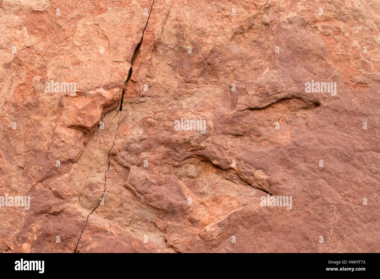 Dinosaur tracks, Potash-Lower Colorado River Scenic Byway, Grand County, Utah Stock Photo