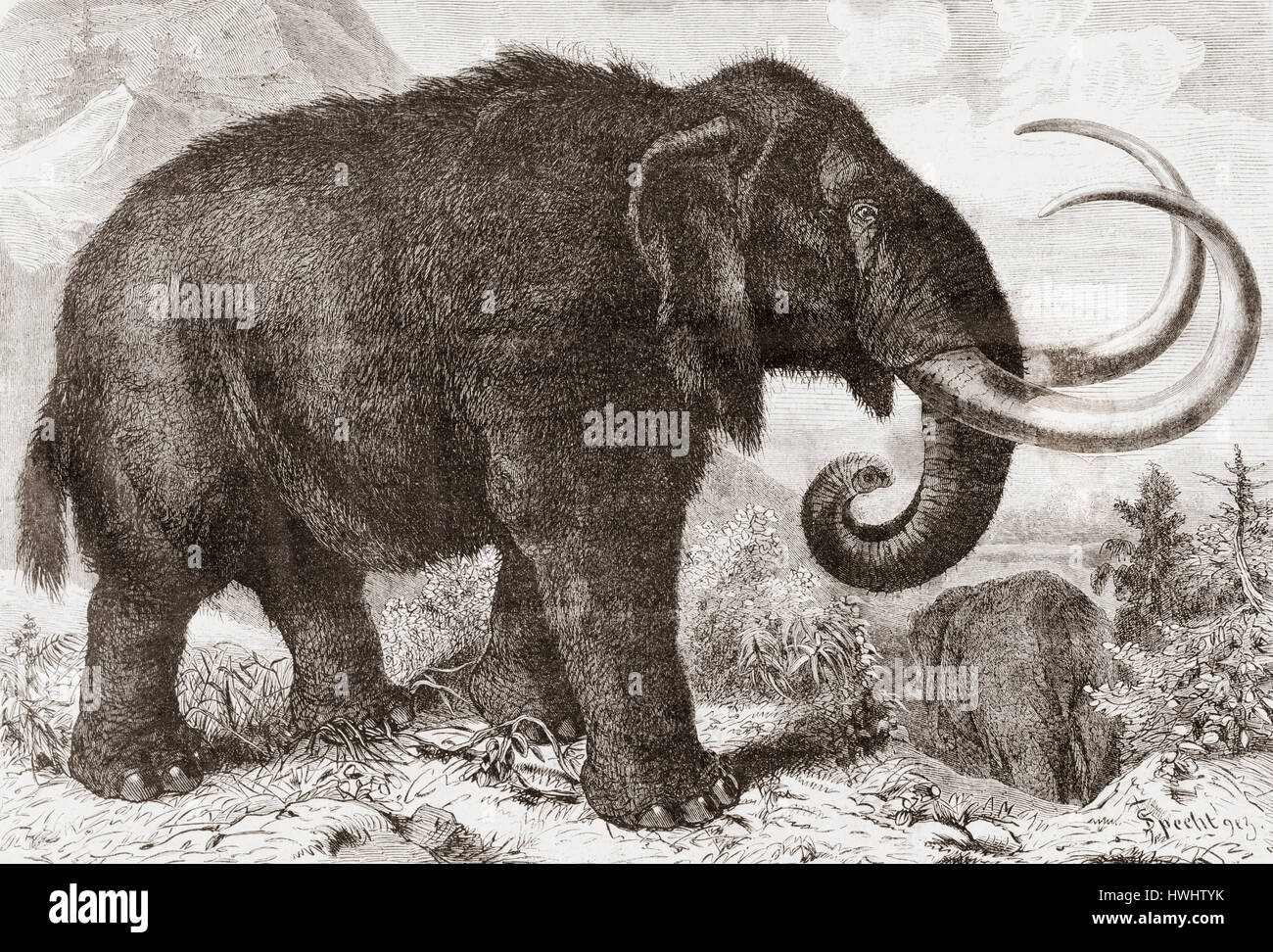 Artist's reconstruction of a woolly mammoth (Mammuthus primigenius).   From L'Univers Illustre published 1867. Stock Photo