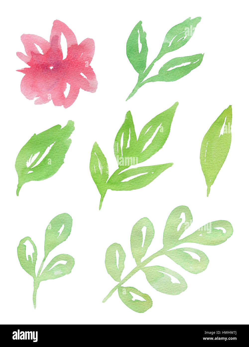 Set of hand drawn pink watercolor flowers and green leaves Stock Photo ...