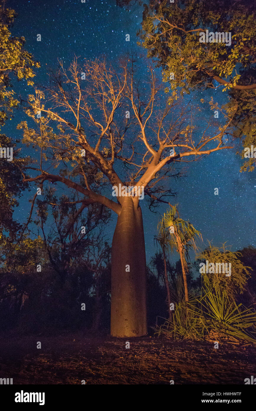Boab (Baobab) Tree - The Kimberley - Western Australia Stock Photo