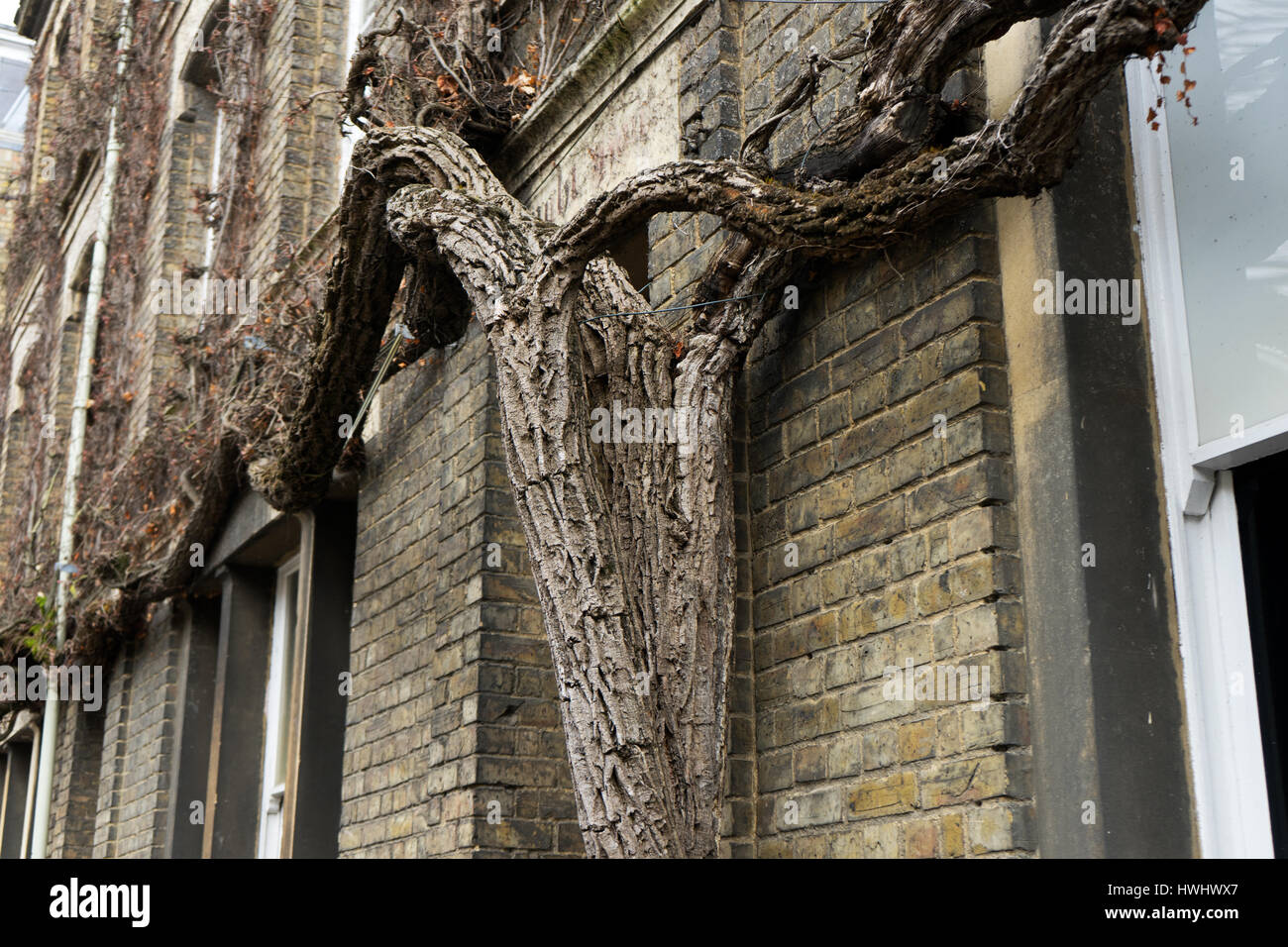 Wisteria trunk and branches in winter. Stock Photo