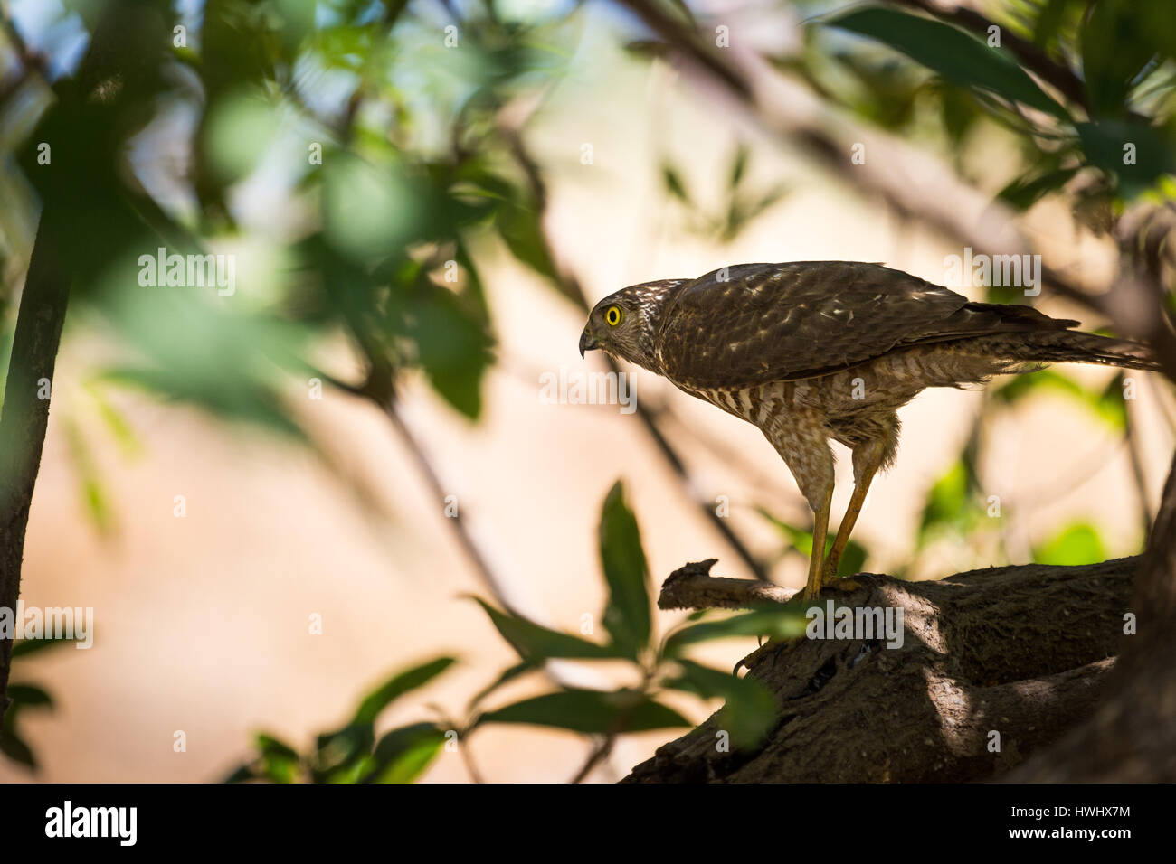 Collared Sparrowhawk (Accipiter cirrocephalus) Stock Photo