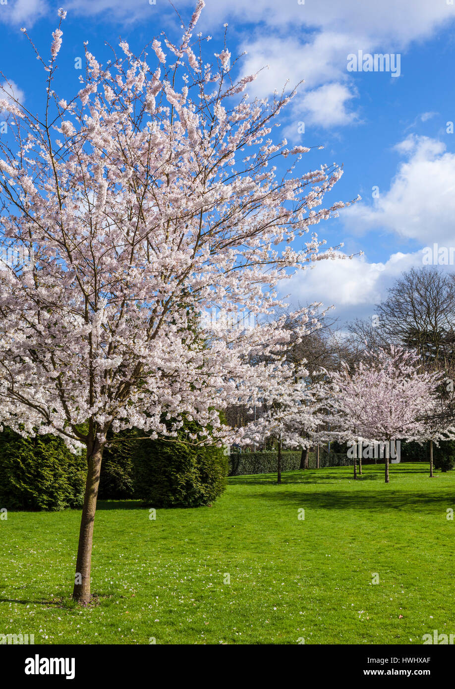 cherry blossom, blossom, spring, springtime blossom, blossom tree, nottingham university, campus, spring uk, apple blossom Stock Photo