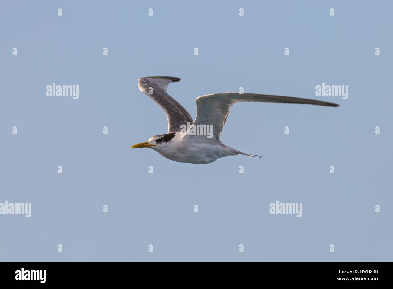 Crested Tern Stock Photo