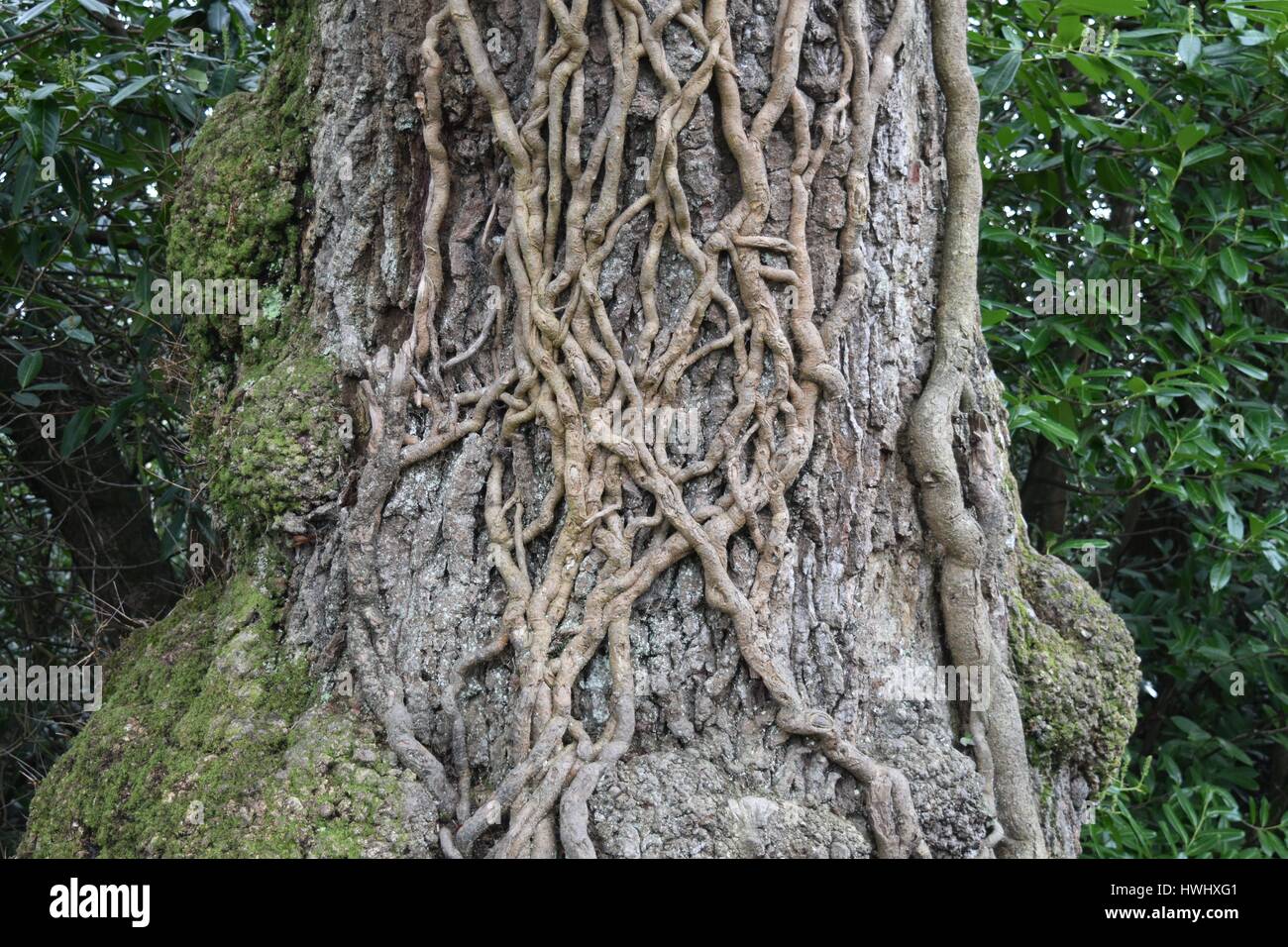 A close up of a gnarled oak tree trunk with a web of climbing vines