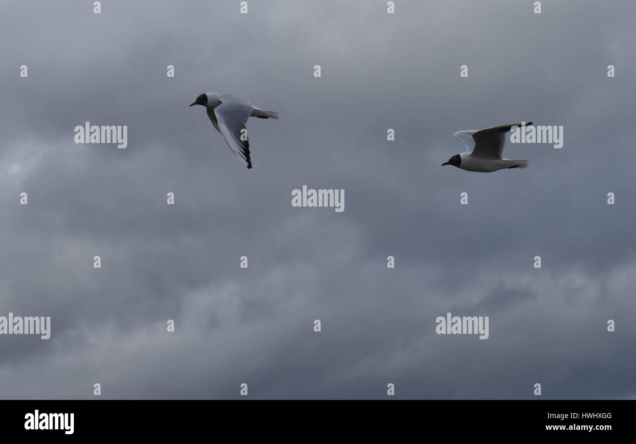 Pair of black headed gull (Chroicocephalus ridibundus) in flight against grey clouds. Showing two wing positions. Stock Photo