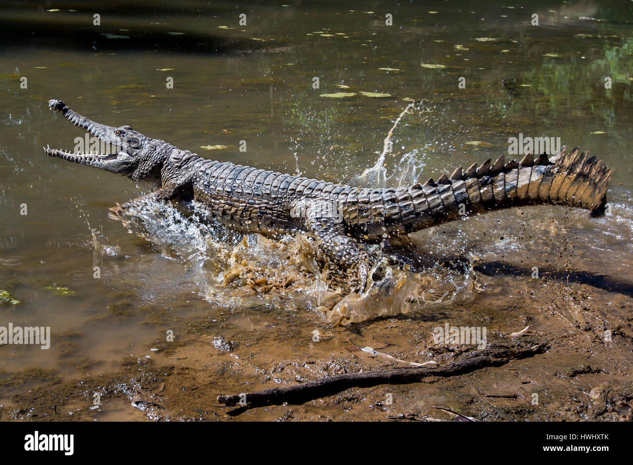 Freshwater Crocodile (Crocodylus johnstoni) Stock Photo