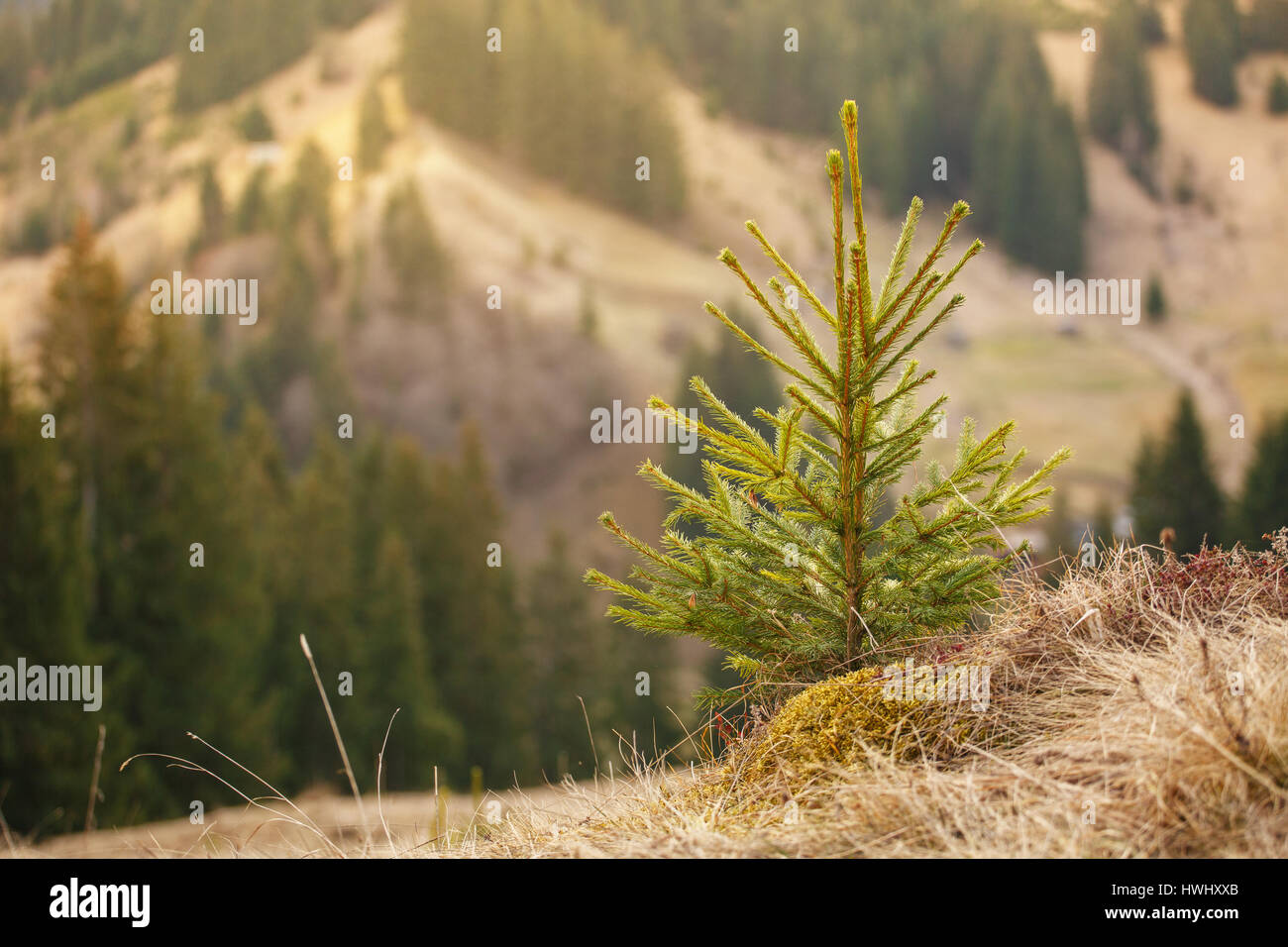 young pine tree Stock Photo