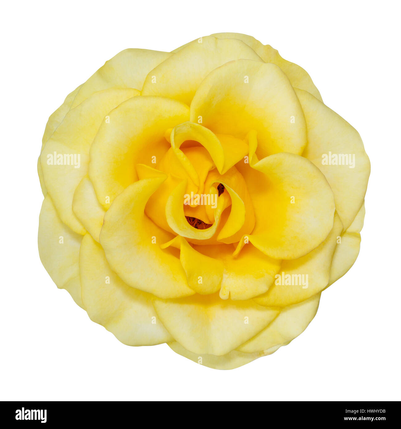 yellow flower isolated on white background Stock Photo
