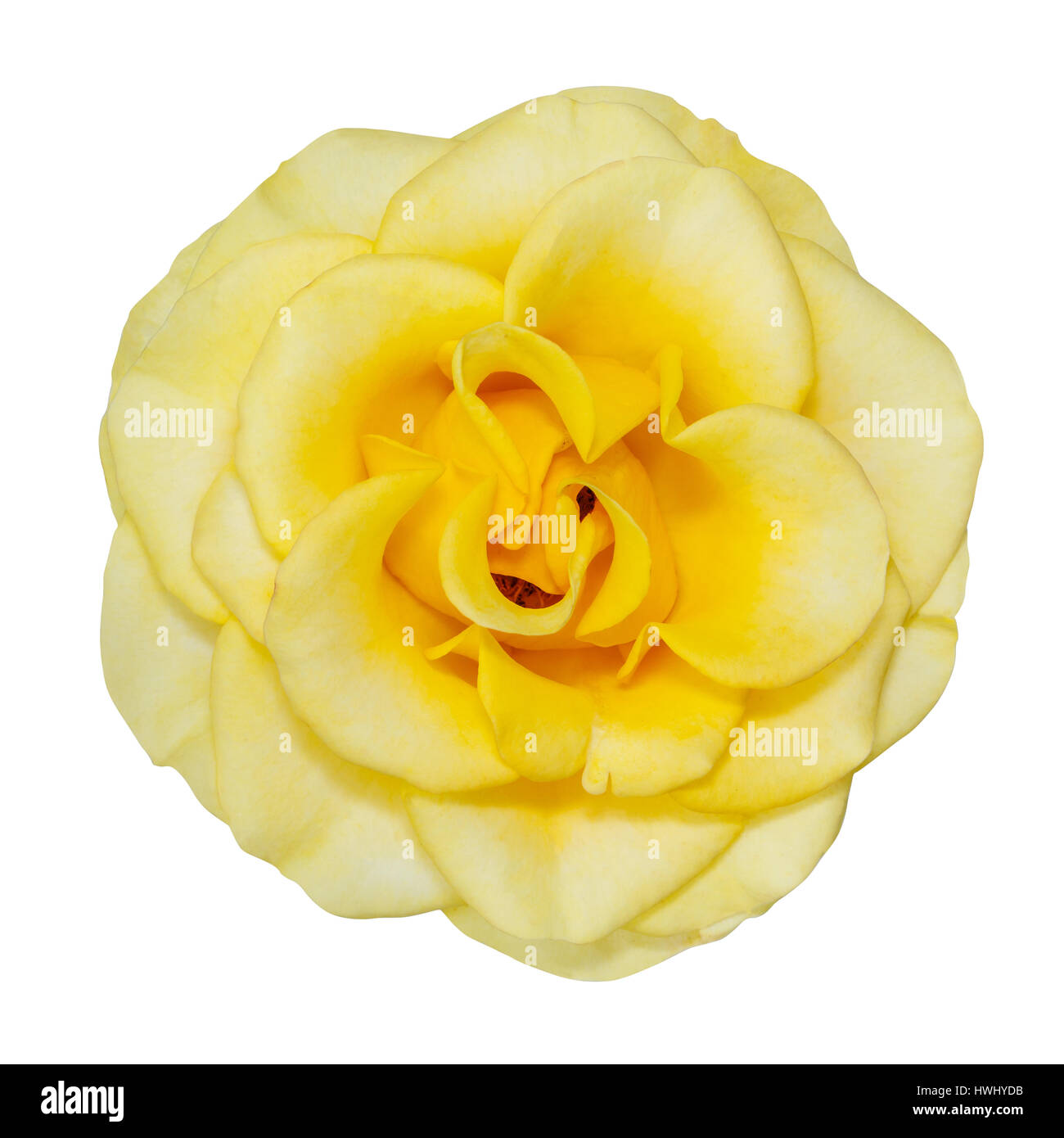 yellow flower isolated on white background Stock Photo - Alamy