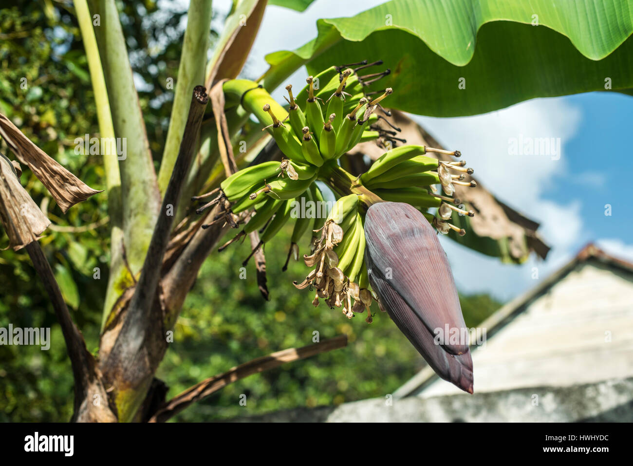 Blossom of the banana tree hi-res stock photography and images - Alamy