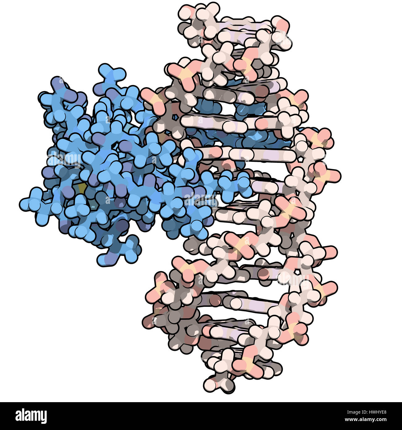 Zinc finger protein domain (from histone-lysine N-methyltransferase A2). Zinc fingers are protein domains that bind to DNA sequences. Atoms are repres Stock Photo