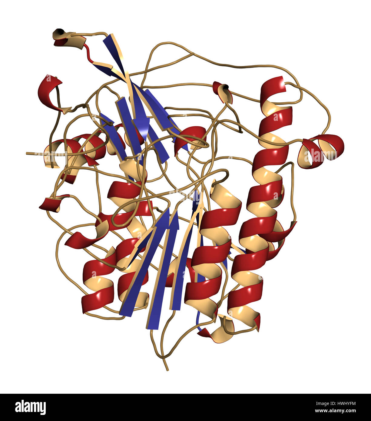 Galsulfase (arylsulfatase B) enzyme molecule. Cartoon representation with secondary structure coloring (blue sheets, red helices). Stock Photo
