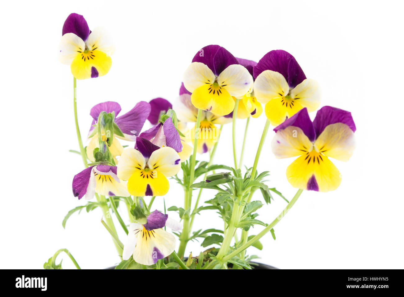 Viola tricolor flowers hi-res stock photography and images - Alamy