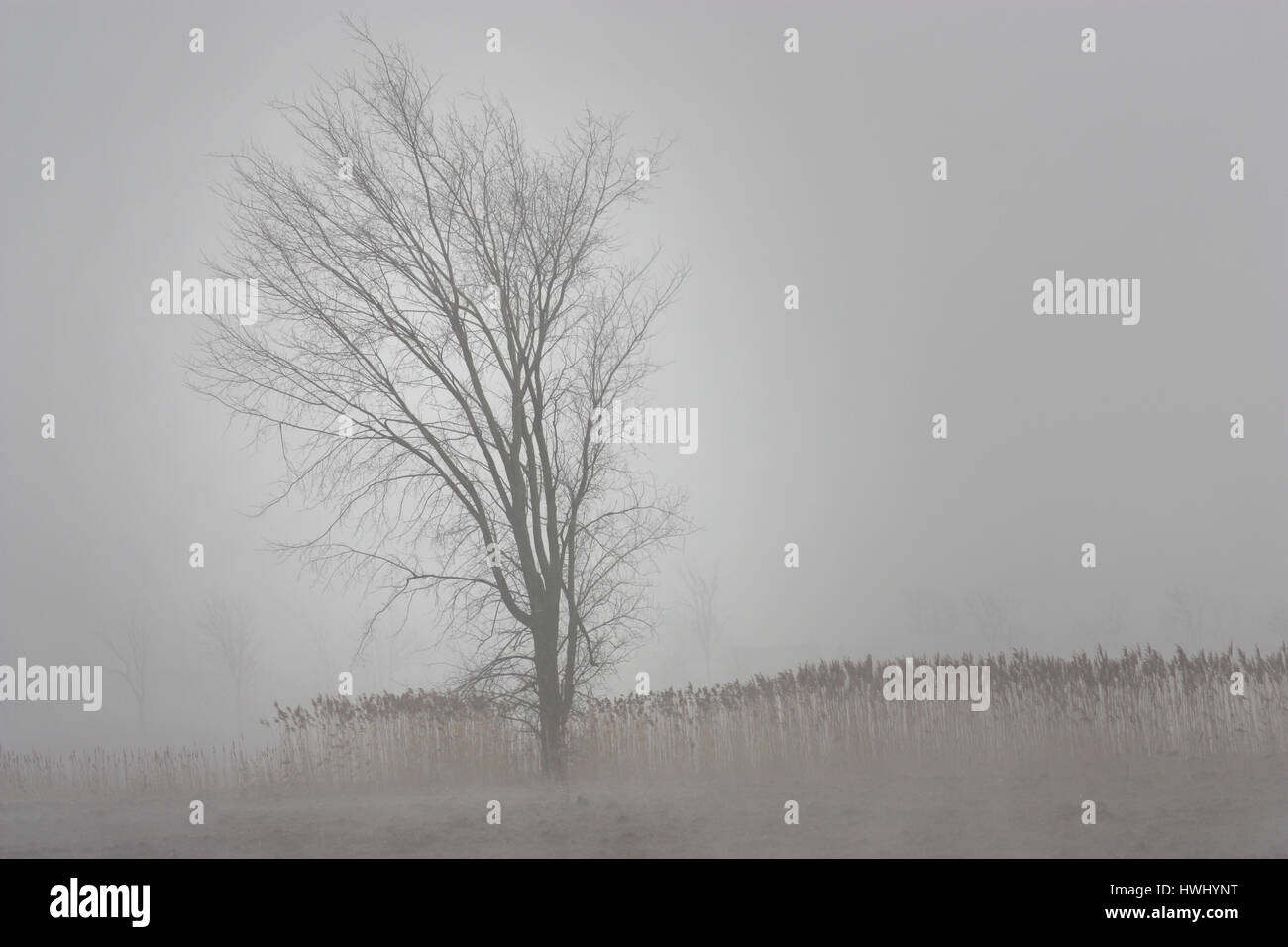 lonely tree in the fog Stock Photo - Alamy