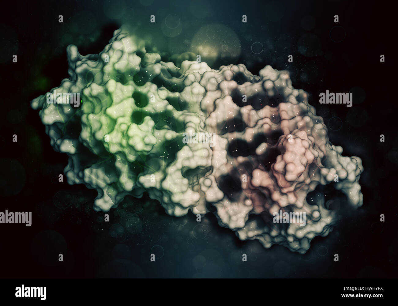 Pea lectin protein. Carbohydrate binding protein isolated from Pisum