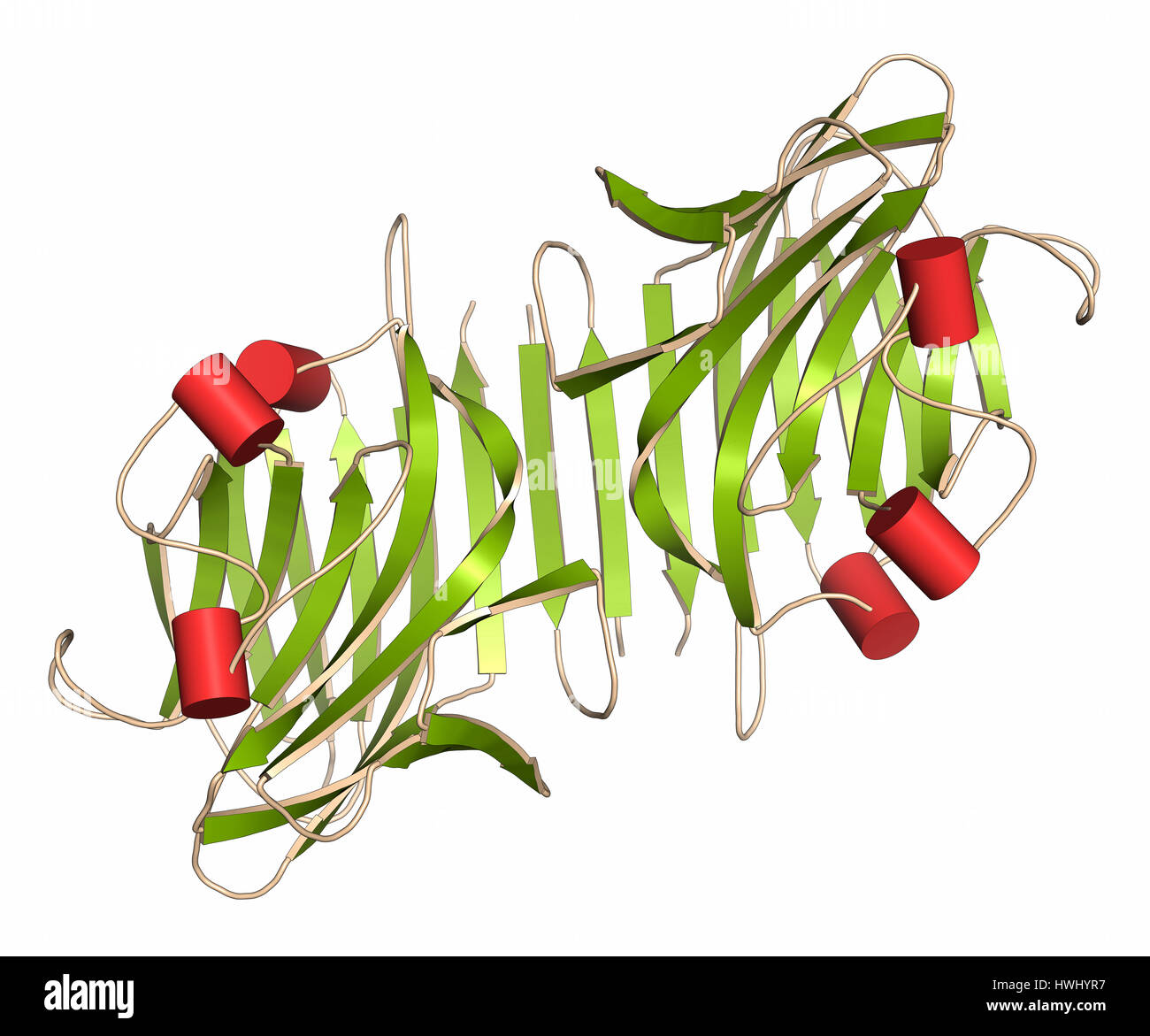 Pea lectin protein. Carbohydrate binding protein isolated from Pisum