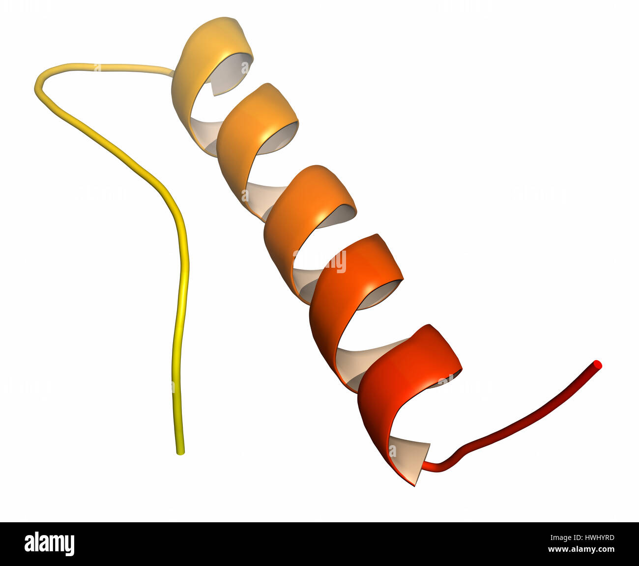 Peptide YY (PYY) appetite reducing polypeptide. Cartoon representation with backbone gradient coloring. Stock Photo