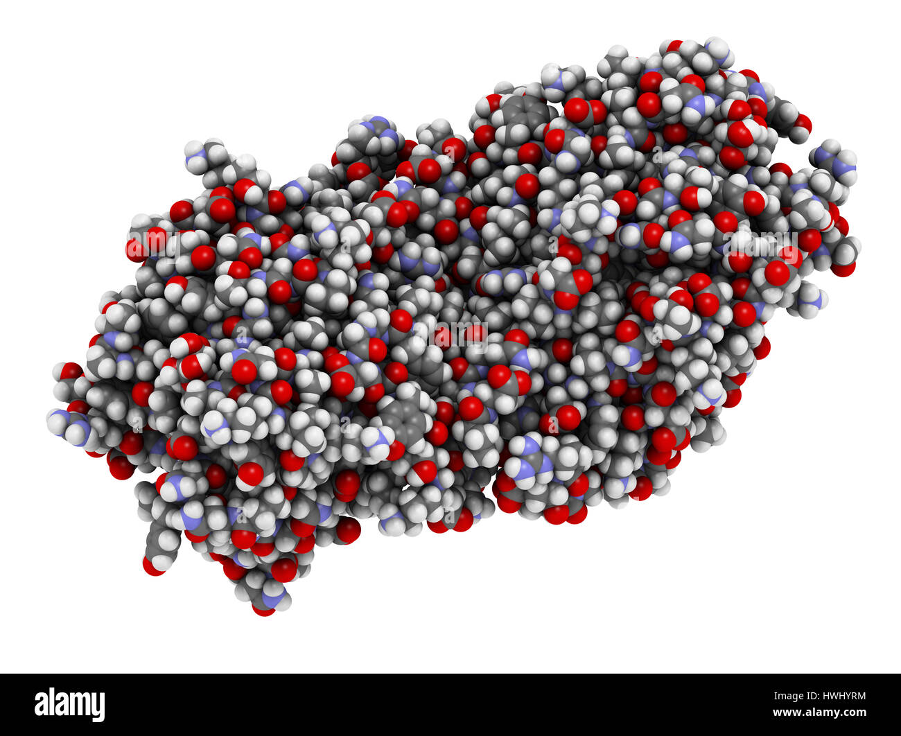 Pea lectin protein. Carbohydrate binding protein isolated from Pisum
