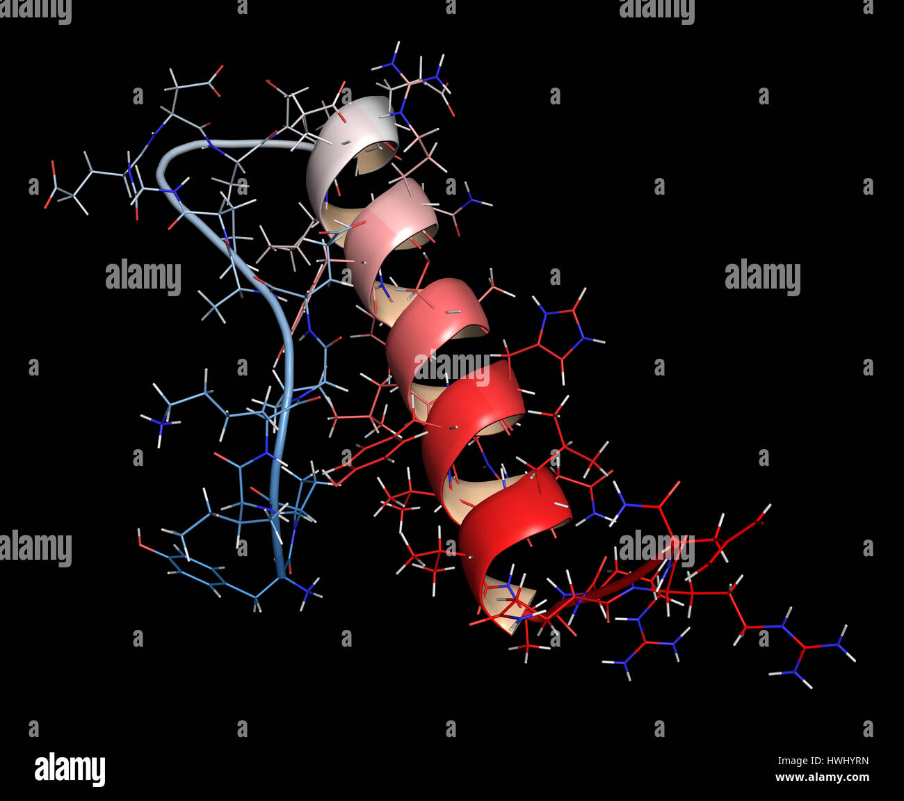 Peptide YY (PYY) appetite reducing polypeptide. Cartoon & stick representation with backbone gradient coloring. Stock Photo