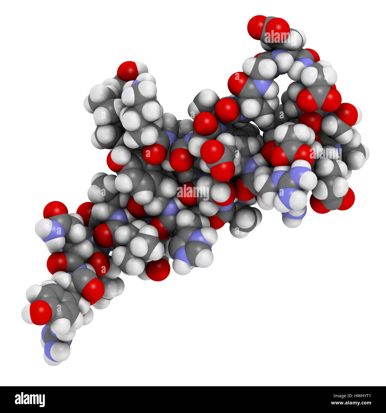 Peptide YY (PYY) appetite reducing polypeptide. Atoms are represented as spheres with conventional color coding. Stock Photo