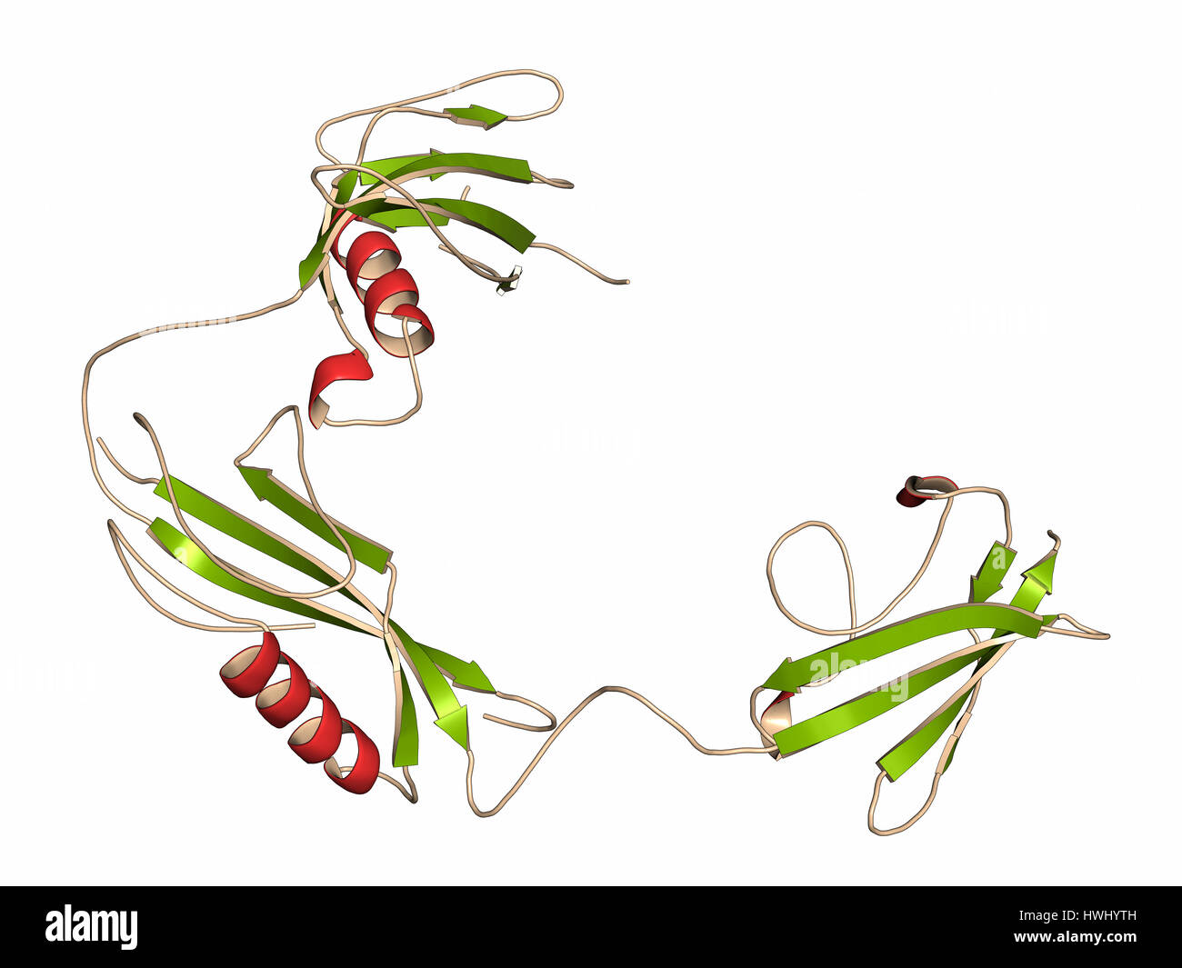 Streptokinase enzyme molecule. Protein from Streptococcus bacteria that is used as a thrombolytic drug. Cartoon representation with secondary structur Stock Photo